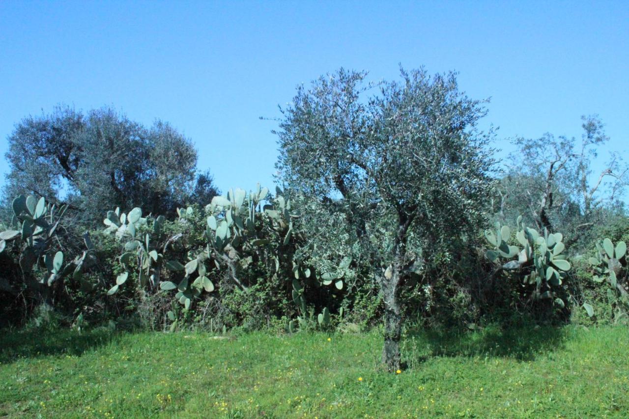 Piccolo Ulivo B&B Salento Vernole Extérieur photo